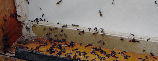 Bats nesting in attic space