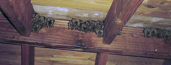 Bats nesting in attic space
