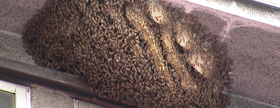 bees hive on a porch in robins iowa Honey Bee Hive - Honey Bee Removal