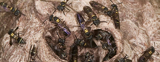 hornets in a nest in marion, iowa Bats nesting in attic space