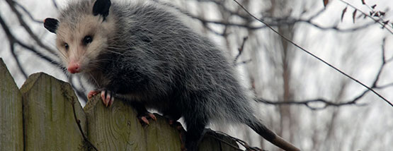 opossum in a tree in Swisher, ia Bats nesting in attic space
