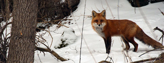 red fox outside North Liberty, ia red fox outside North Liberty, ia
