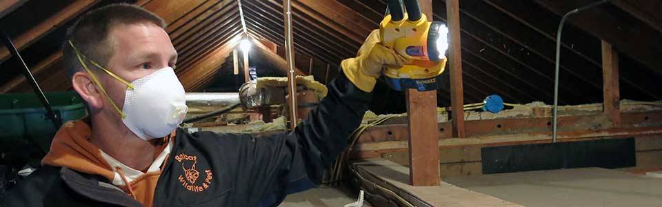 service Bobcat Wildlife & Pest Service