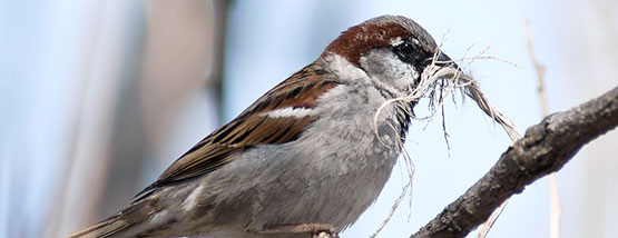 sparrow building a nest in Swisher Iowa Bats nesting in attic space