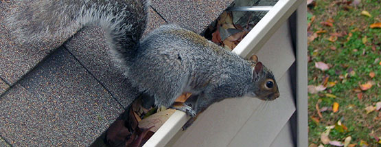 squirrel on a gutter in Iowa city, Iowa