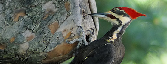 woodpecker on a tree in tiffin Iowa Bats nesting in attic space