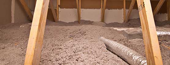 Bats nesting in attic space