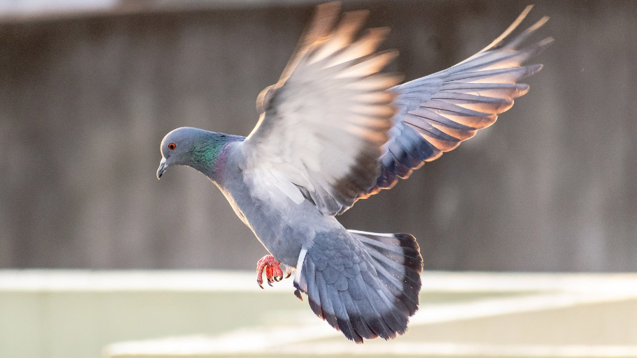 Bird Flying - Bird Removal in Cedar Rapids