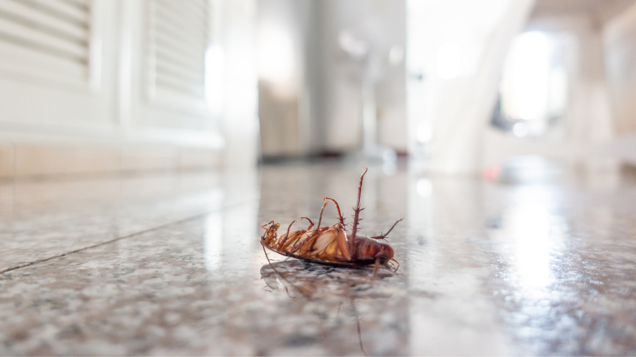 Pest Cockroach - Holiday Pest Prevention Tips