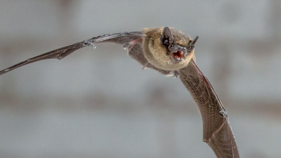 Bat Flying Outside the House - Bat Removal in Cedar Rapids