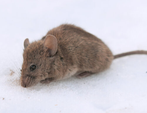 Winter Pest Control: Beating Winter Pests