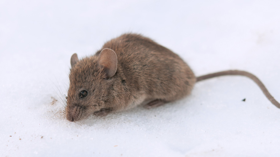 Mouse on snow - Winter Pest Control