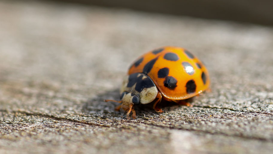 Multicolored Asian lady beetles macro