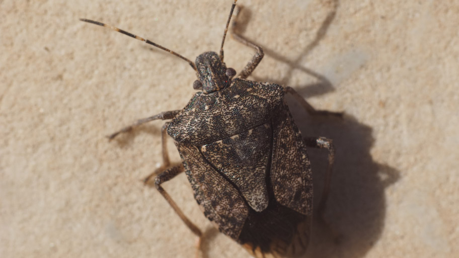 Brown Marmorated Stink Bug Insect Animal