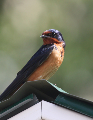 Barn Swallow Removal