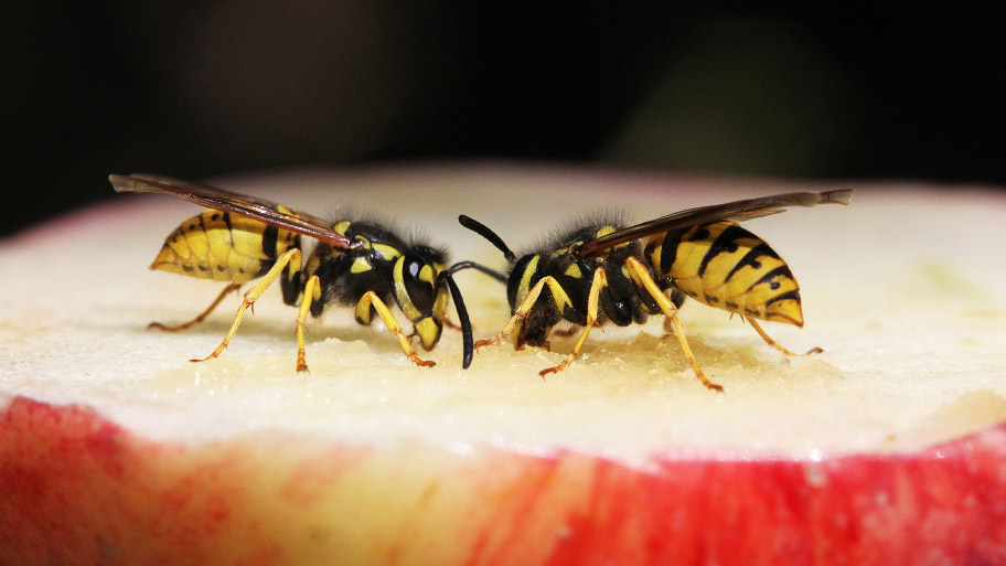 two wasps eating an apple
