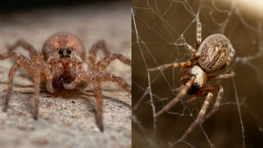common house spider and wolf spider common house spider and wolf spider