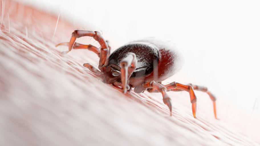 Tick feeding on a human