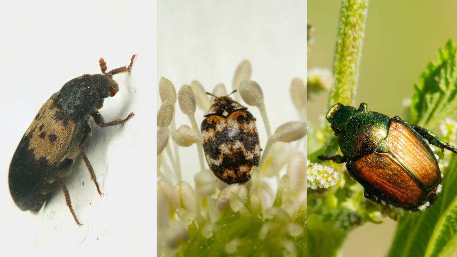 Larder Beetle and carpet beetle and Japanese Beetle
