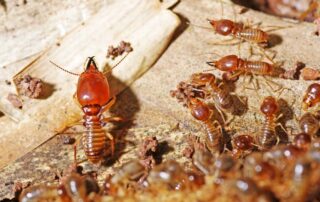 Termites eating a house