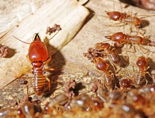 Spring Bugs Surge: Tackling Early Invaders