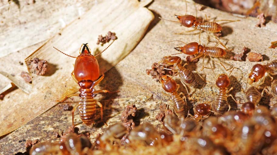 Termites eating a house