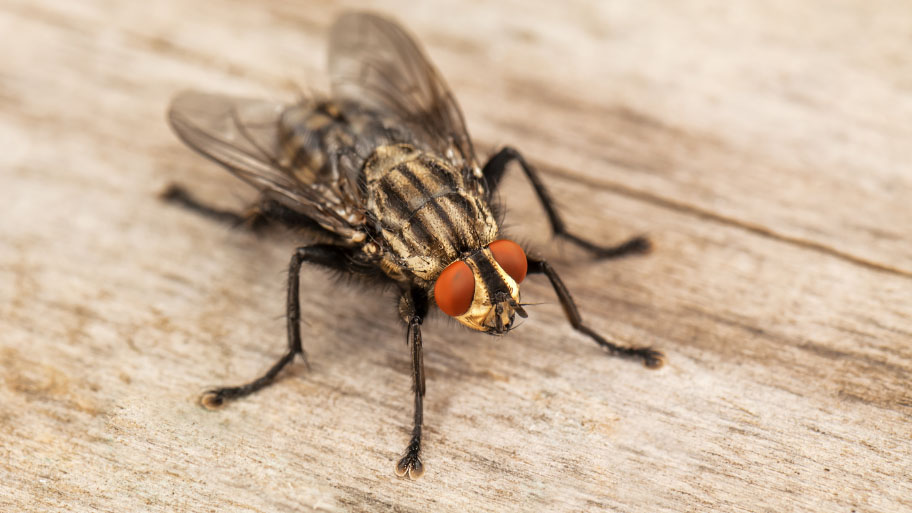 House fly on a table