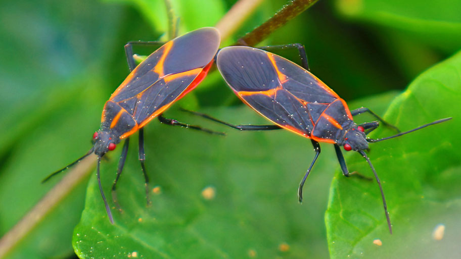 Two Boxelder bugs hanging out on a plant