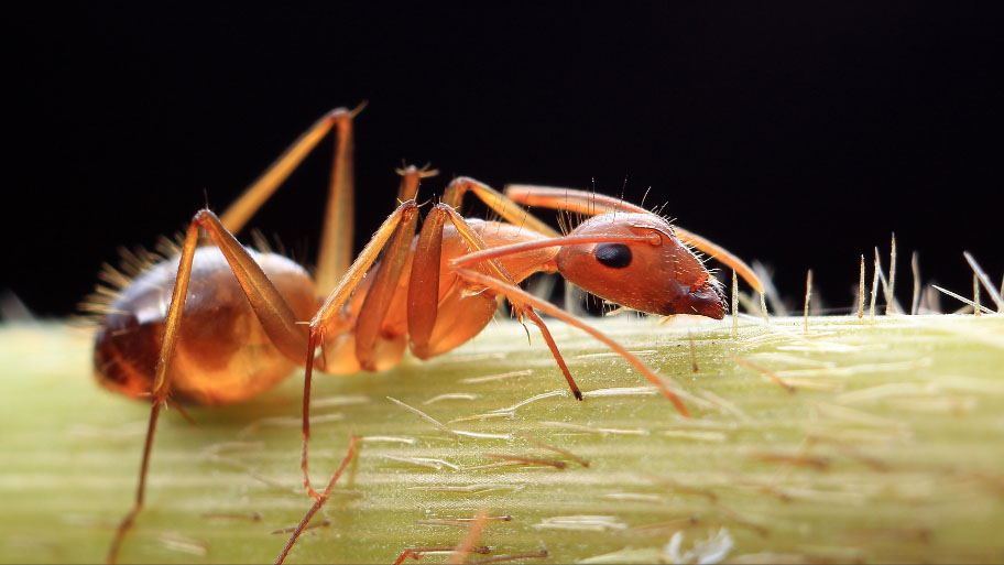  carpenter ant walking on a leaf to a house