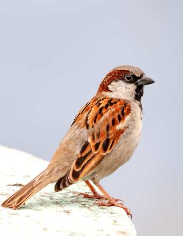 Sparrow siting on a house - Sparrow Removal Services