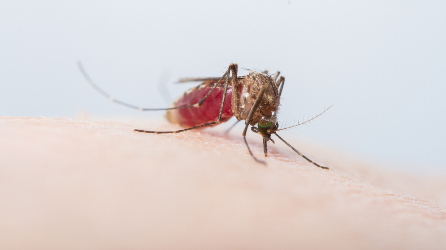 Mosquito feeding on a human