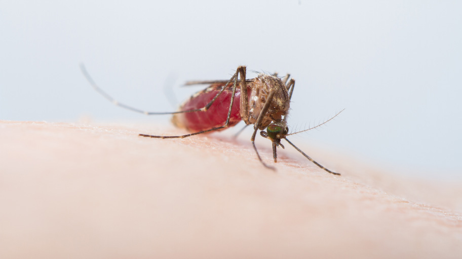 Mosquito feeding on a human Mosquito feeding on a human