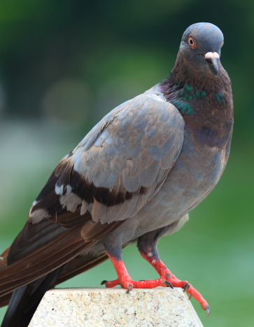 Pigeon Removal