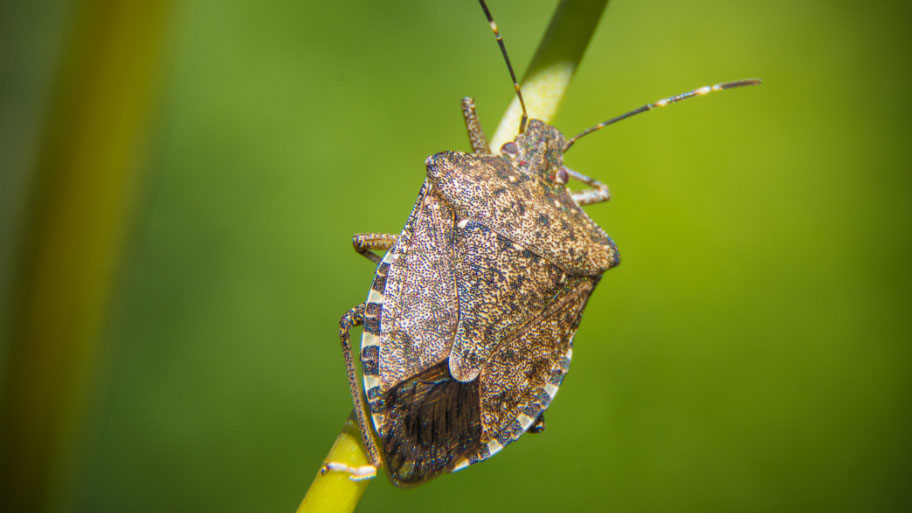 Stink bug hanging on a leaf