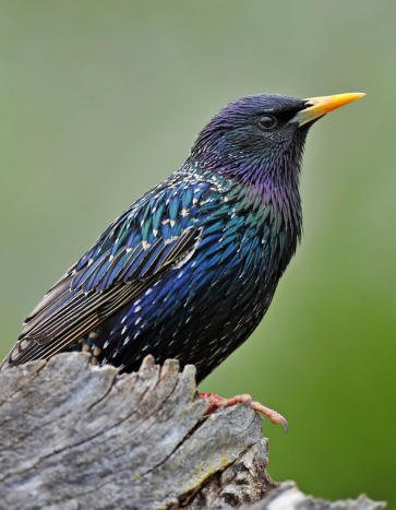 Starling siting on a house - Starling Removal Services