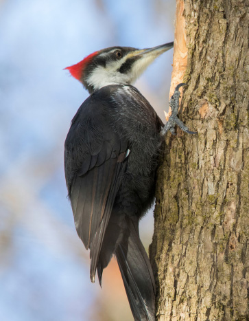 Woodpecker drumming on a tree - Woodpecker Removal