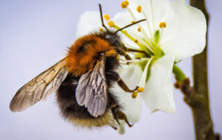 Spring Pest Control - Bee