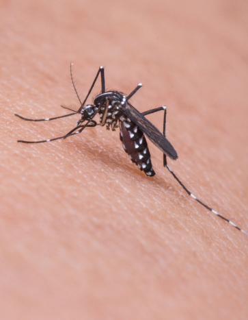 Mosquito Feeding on a Human - Spring Pest Control