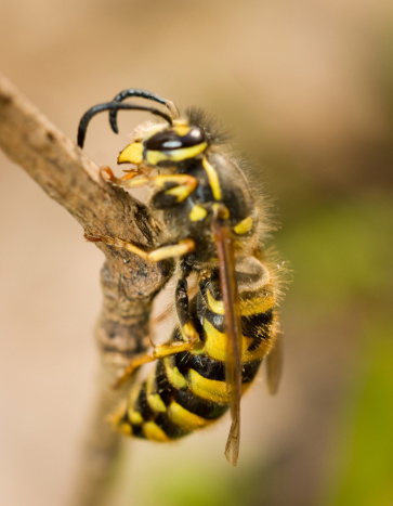Wasp awakening - Spring Pest Control