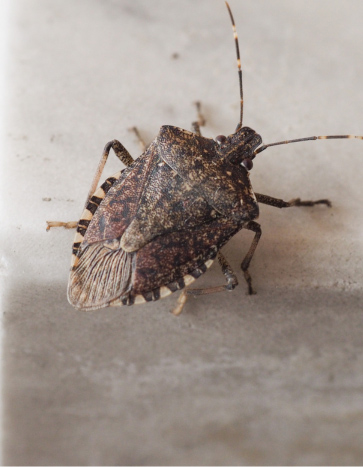 Stink Bug Spring Awakening