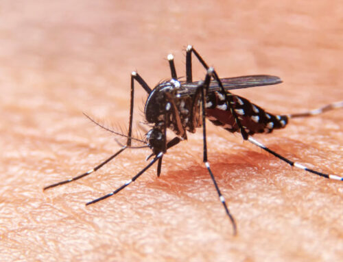 Summer Pests: Quick Fixes to Stop Bugs Instantly