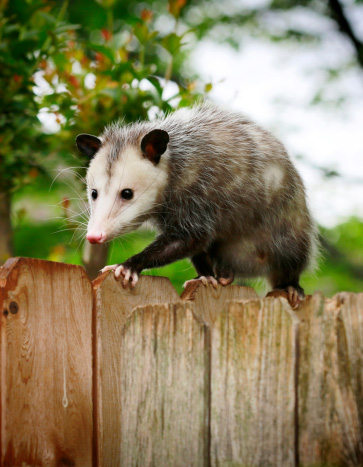 Opossum Removal