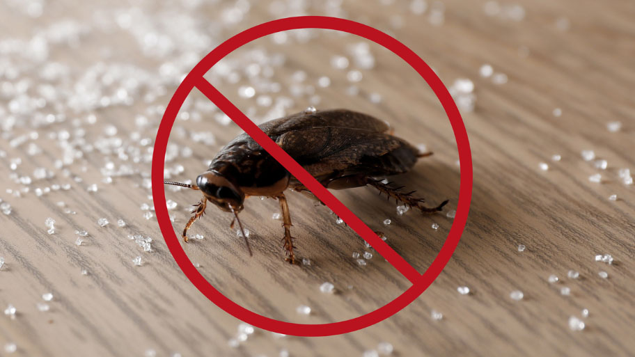 Pest Control Service in Marion, IA Pest Control Service in Marion, IA