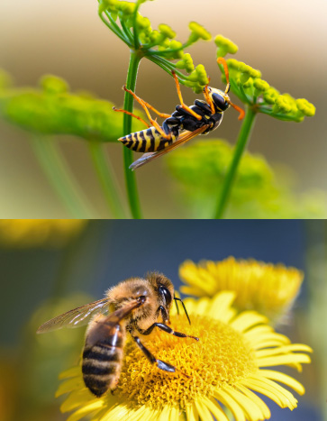 bee and wasp summer pests that sting