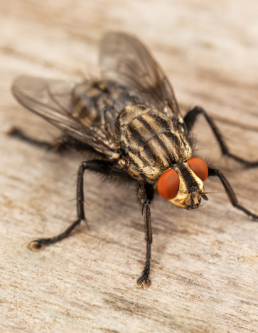 house fly summer pests
