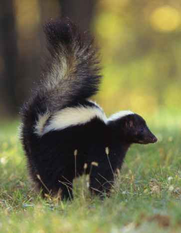 Skunk Removal Service