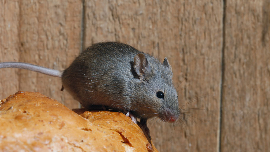 Mice Removal in Marion, IA Mice Removal in Marion, IA