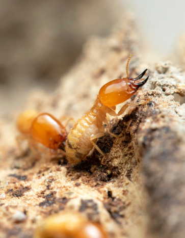 Termites summer pests eating a house's foundation