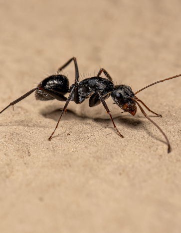 carpenter ants summer pests