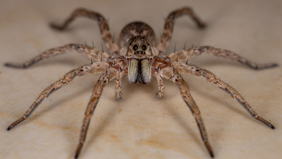Pest Control in Marion, IA Pest Control in Marion, IA